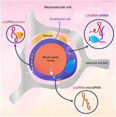 Long Non Coding RNA Based Regulation of Cerebrovascular Endothelium